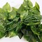 Perfect Holiday Decorative IVY String Lights Battery Operated